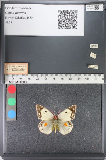 Media type: image;   Entomology 125452